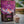 Vegan Post-Workout Mix Chocolate